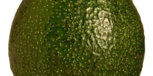 Fresh Organic Avocado