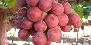 Fresh Red Globe Grapes