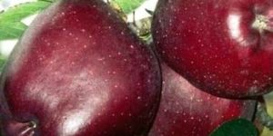 Royal Delicious Apple