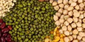 Nutritious Pulses