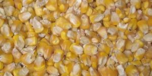 Dried Yellow Maize Seeds