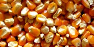 Natural Yellow Maize Seeds