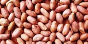 Organic Peanut Seeds