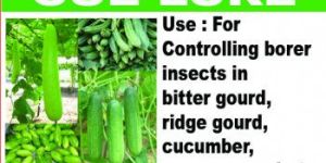 CUE LURE Pheromone Trap