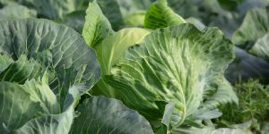 Metarhizium Anisoplae