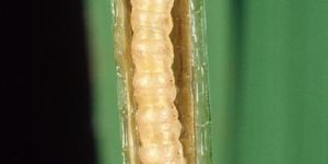 Scirpophaga Organic Bio Pesticides