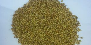 Coriander Seeds