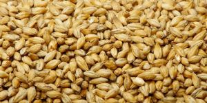 Barley Husk