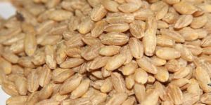 Indian Hulled Barley Seeds