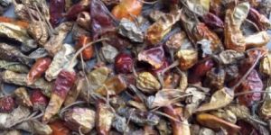 Assam Bullet Fatki Chilli