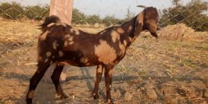 Shirohi Female Goat