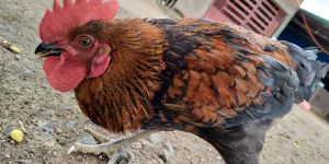 Desi Country Chicken