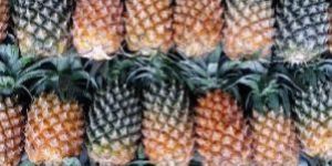 Fresh Pineapple