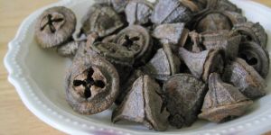 Eucalyptus Dried Flowers
