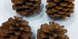 Dried Pinecone