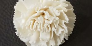 Sola Carnation Flower