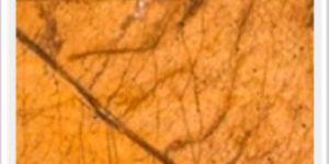 Rain Forest Brown Marble Slab