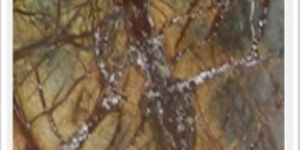 Rainforest Gold Marble Slab