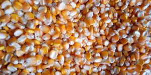 Cattle Feed Yellow Corn