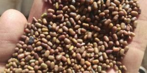 Sesbania Seed