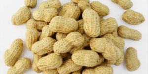 Shelled Peanuts
