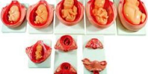 Stages of Development of Embryo