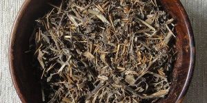 Dried Kantakari Leaves