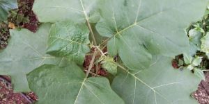 Fresh Kantakari Leaves