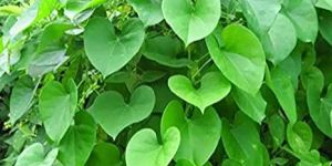 Tinospora Cordifolia Leaves