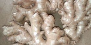 Fresh Ginger Best Quality