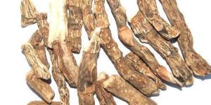 Calamus Rhizome Roots