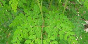 Moringa Oleifera Leaves