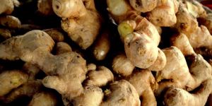 Organic Ginger