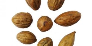 Terminalia Chebula Seeds