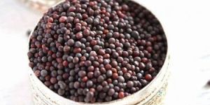 Mustard Seeds