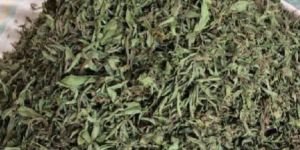 Dried Stevia Leaves