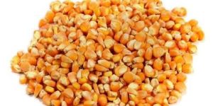 Raw Maize