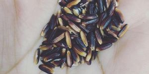 Black Rice