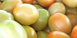 Fresh Natural Tomato