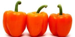 Fresh Orange Capsicum