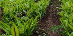 Turmeric Plant