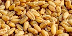 Natural Wheat Seeds