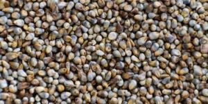 Pearl Millet Seeds