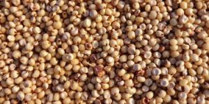 Sorghum Seeds
