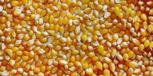Yellow Maize Grain