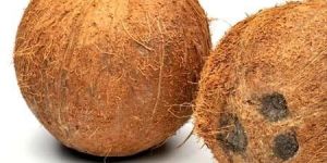 Fully Husked Coconut