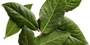Fresh Bay Leaves