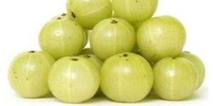 Fresh Gooseberry