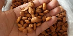 Kashmiri Almonds