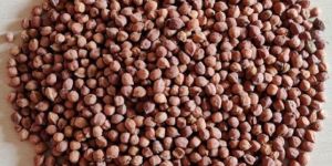 Black Chickpeas
